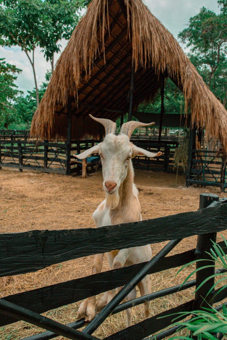 chivo asomado