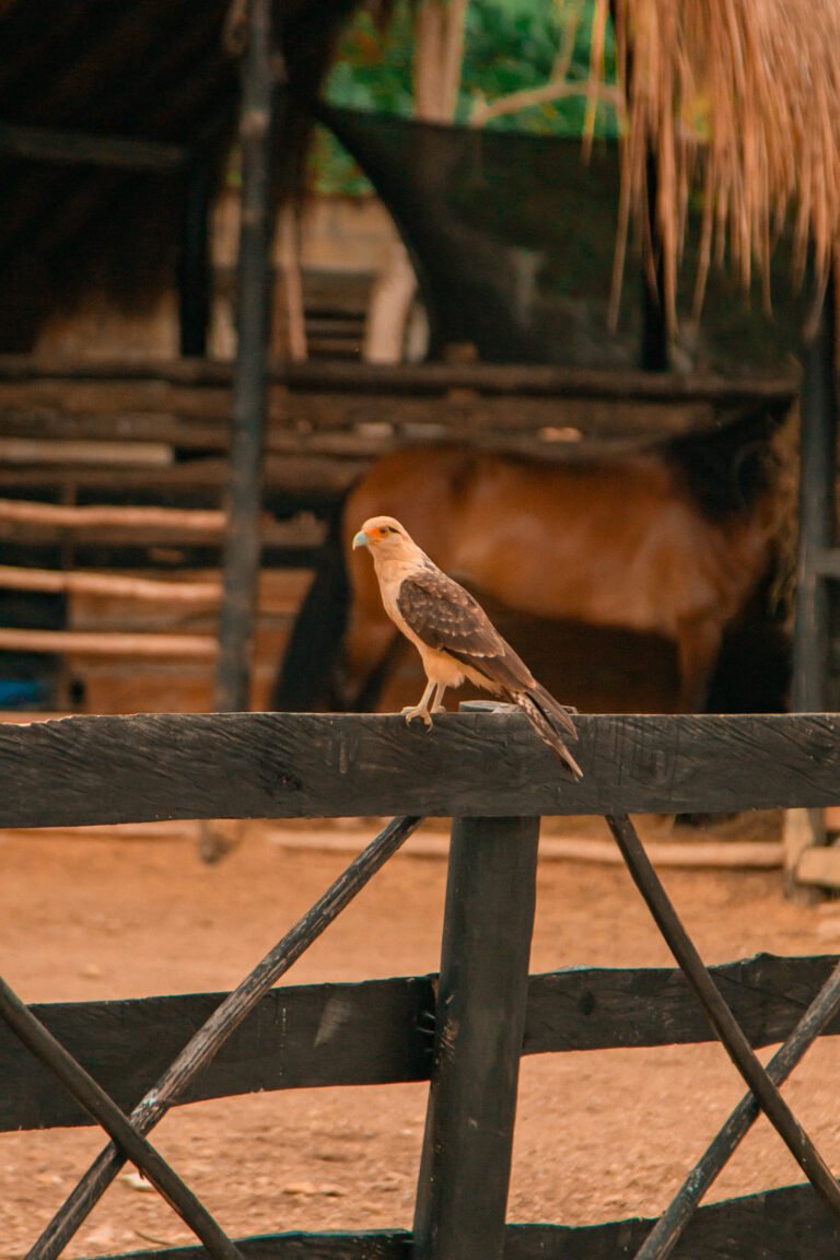 pajaro postrado
