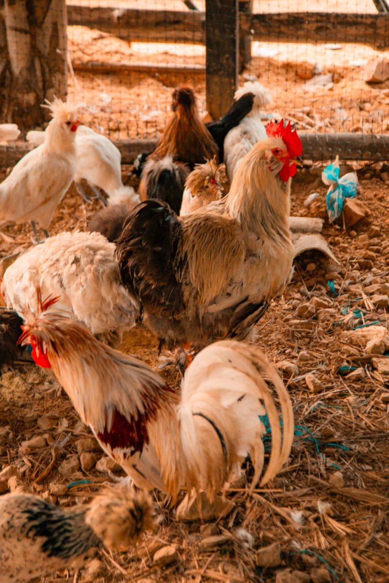 gallinas