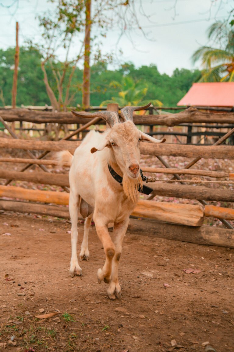 chivo