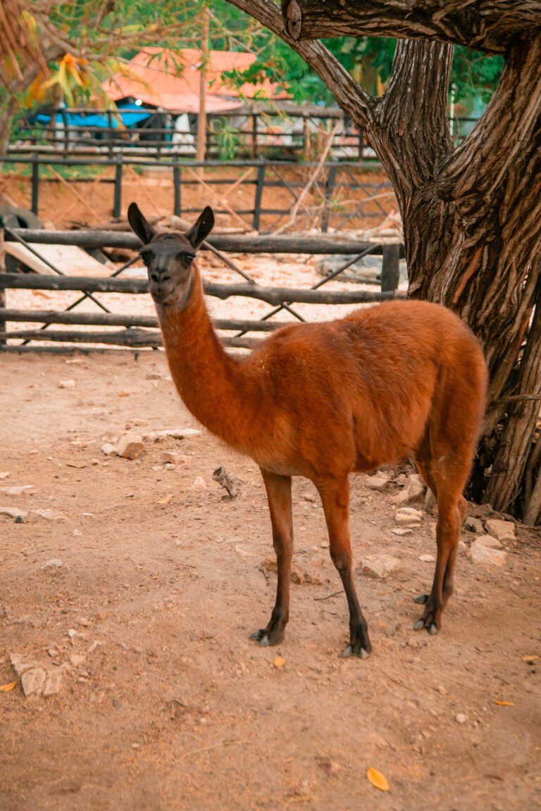 llama cafe