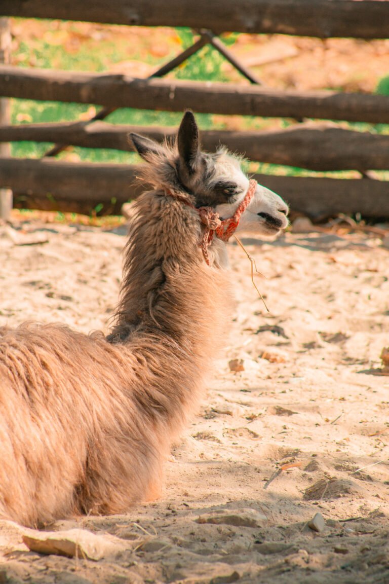 llama blanca